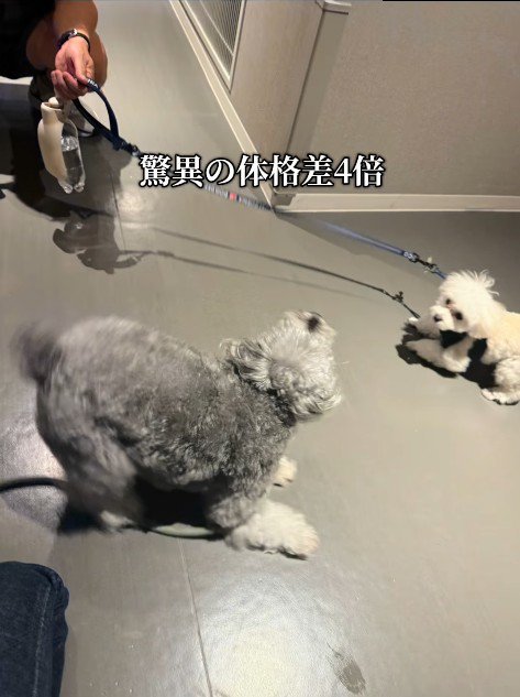 もなかちゃんの成長⑩