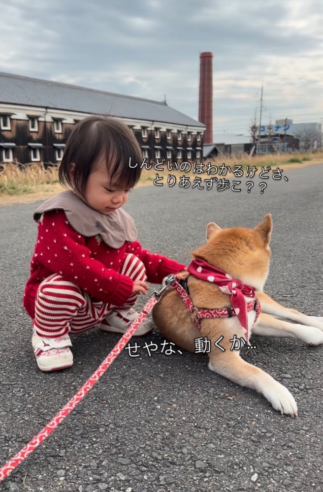 体を起こす柴犬