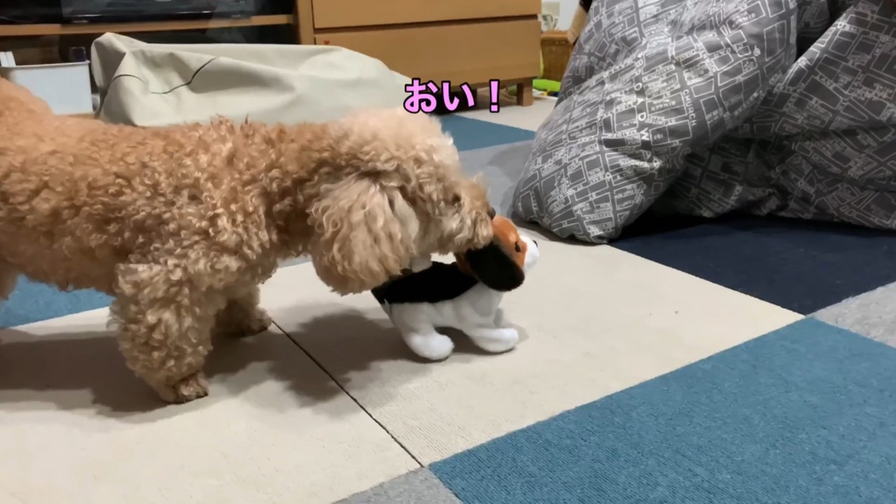 動く犬のおもちゃを見たいちごちゃん＆ミルクくん3