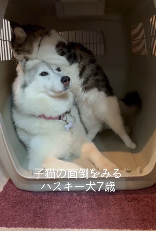 距離が近すぎるローズちゃんとロイくん