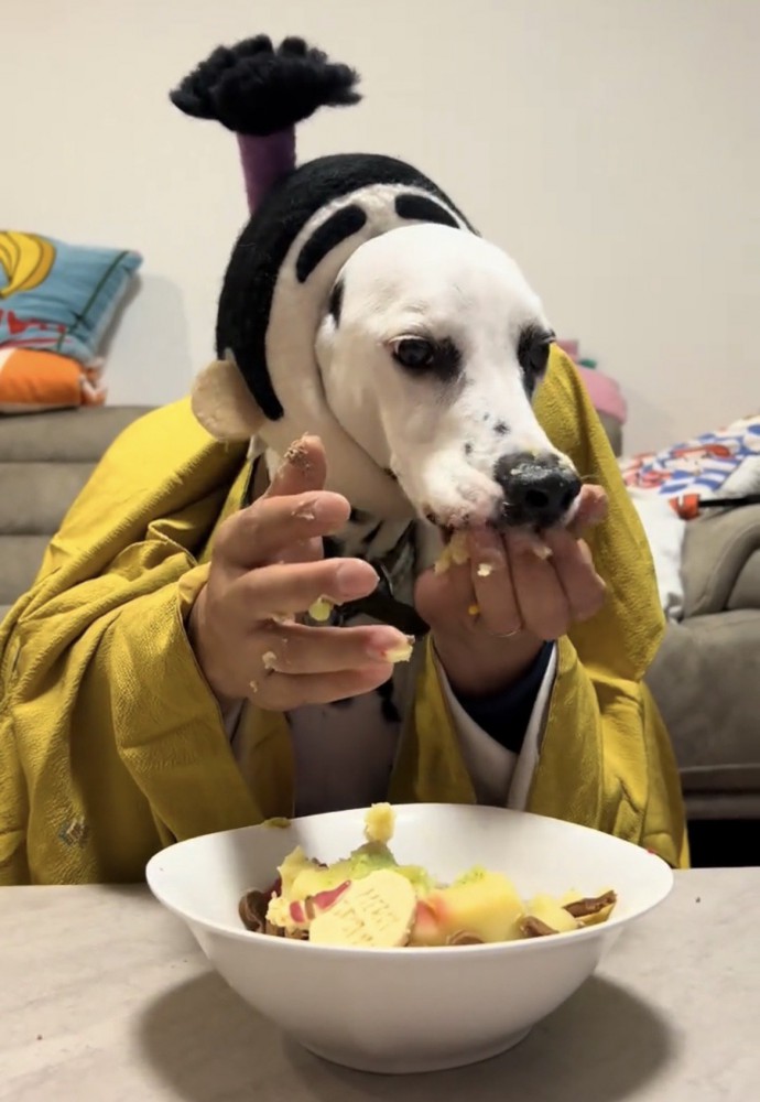 顔を手で押さえられながら食べている犬