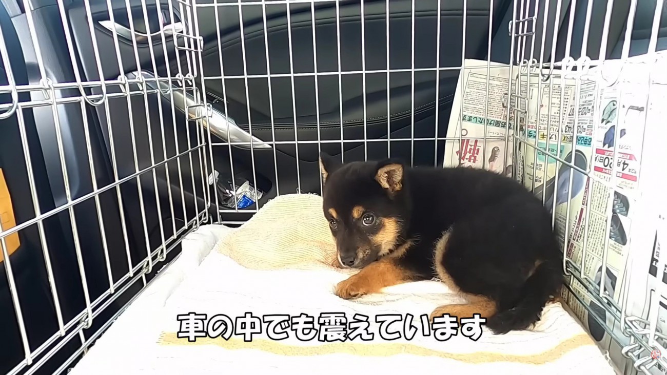 震えが止まらないまめ太くん