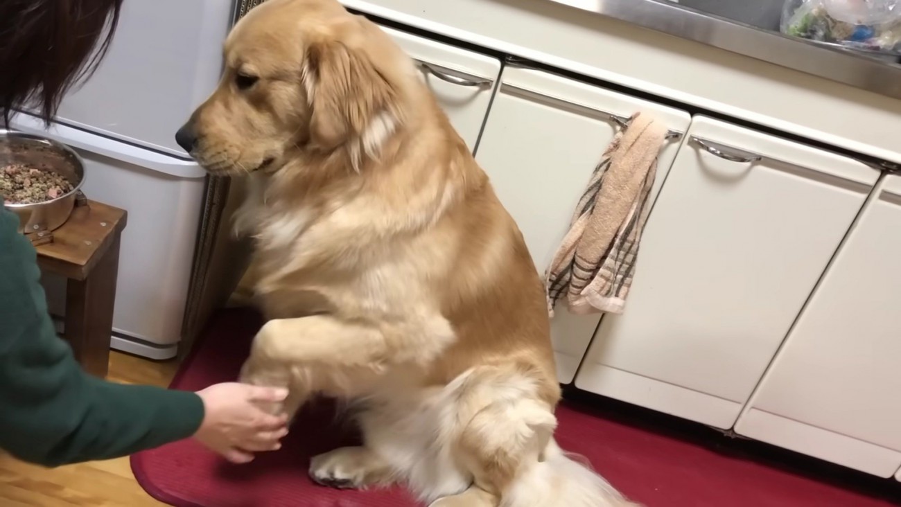 「はあ…仕方ない」