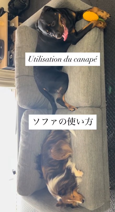 ソファーに座る2匹の大型犬