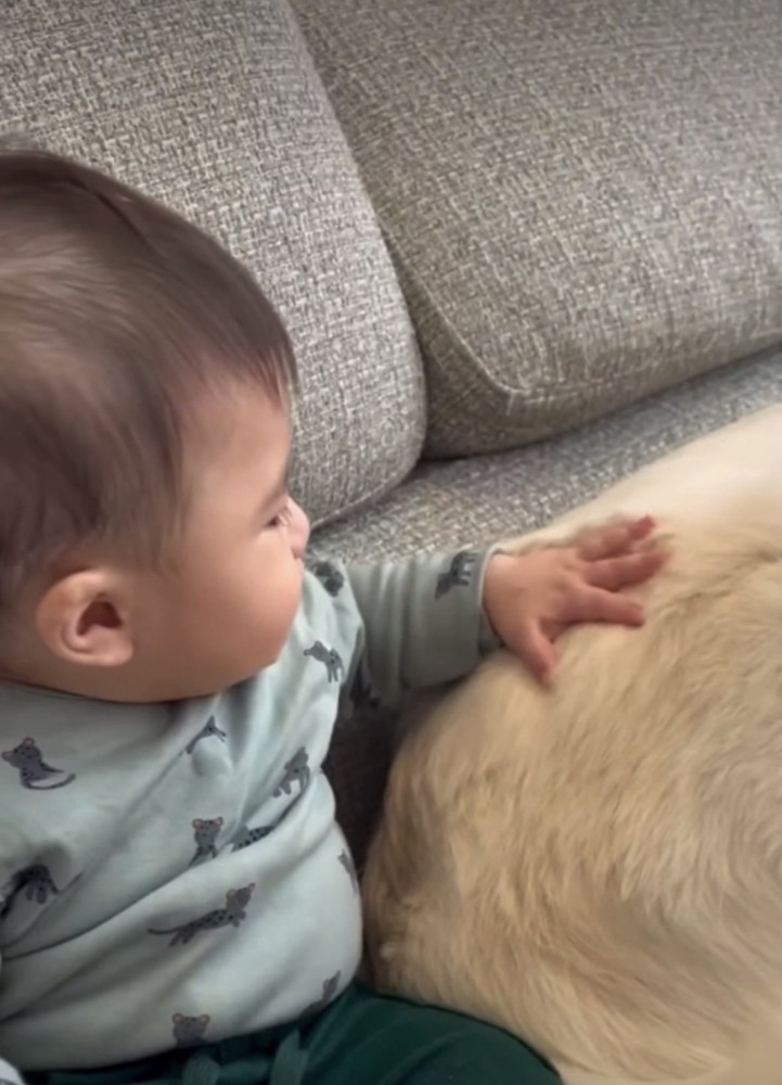 背中を撫でられる犬