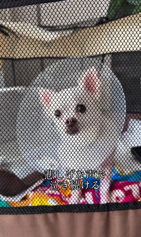 こはく君とここまるちゃんの家族愛2