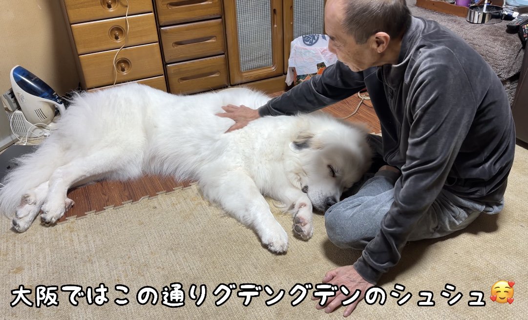体を伸ばして横たわる犬