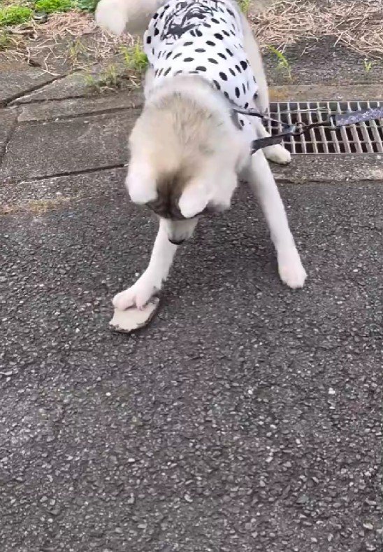 石を拾うのがお気に入り