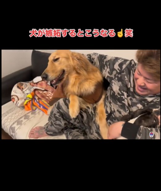 嬉しそうな犬