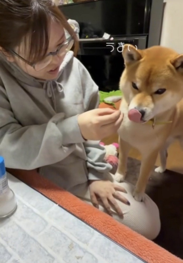 舌をペロッと出す犬