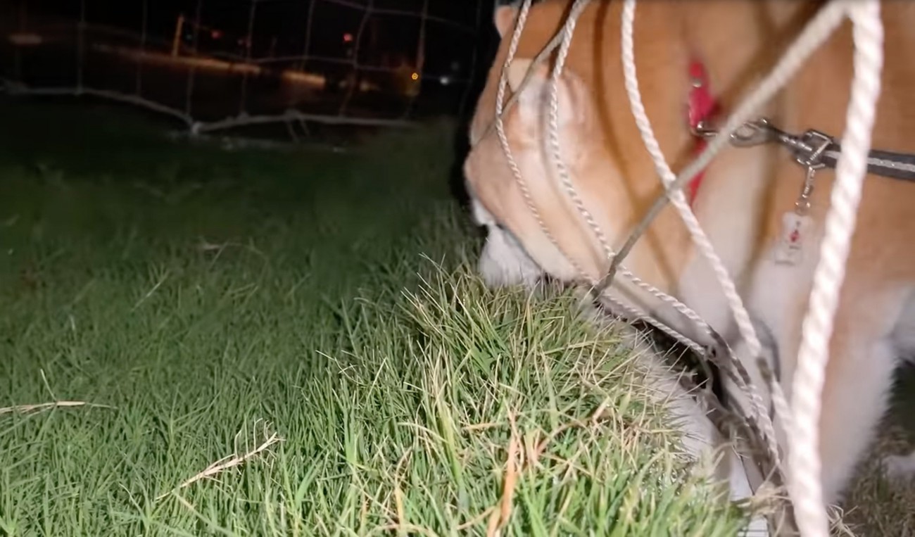 ネットに顔を突き刺す柴犬