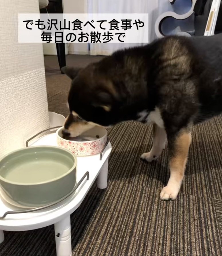 ご飯を食べる鶴ちゃん