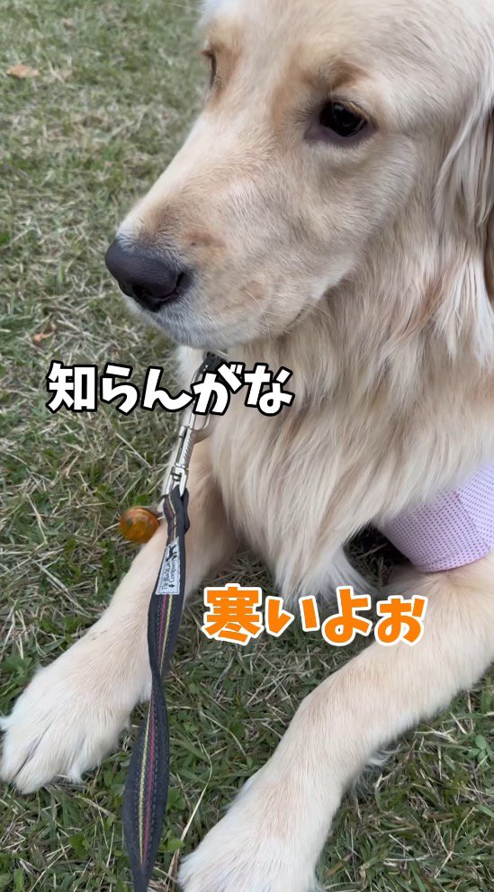 犬に話しかける女性