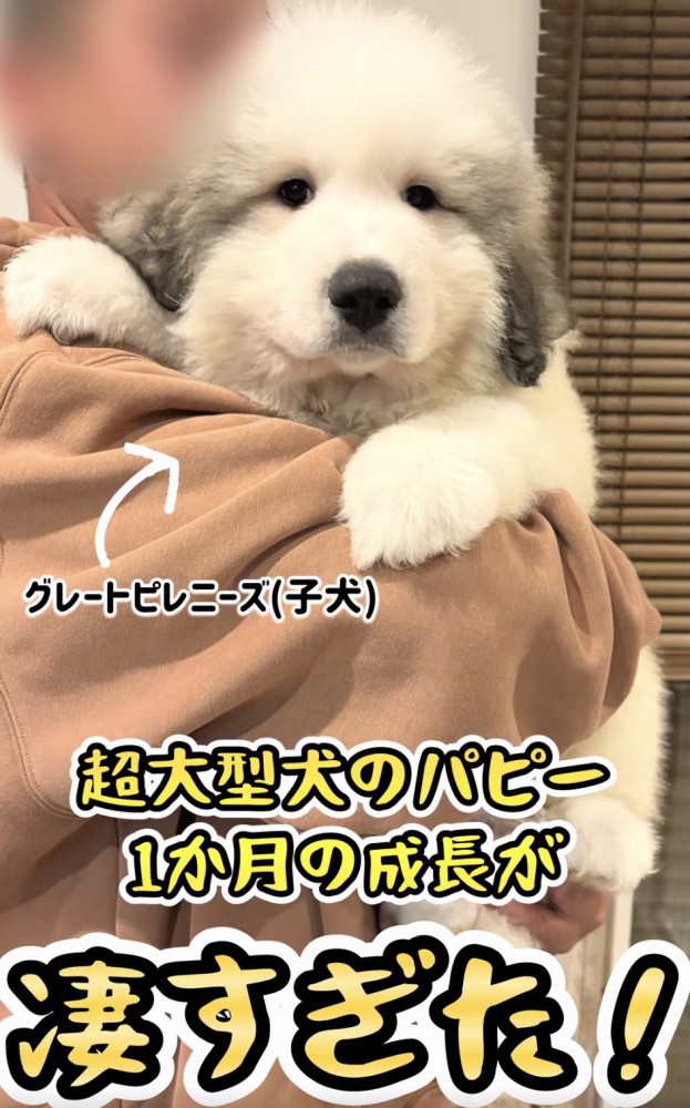 あどけない表情のフェルくん