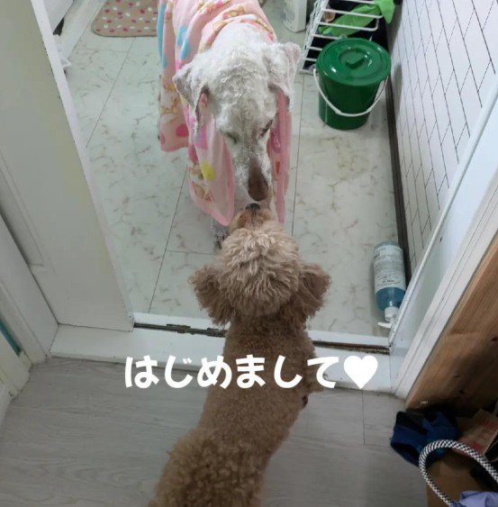 モカちゃんと初対面