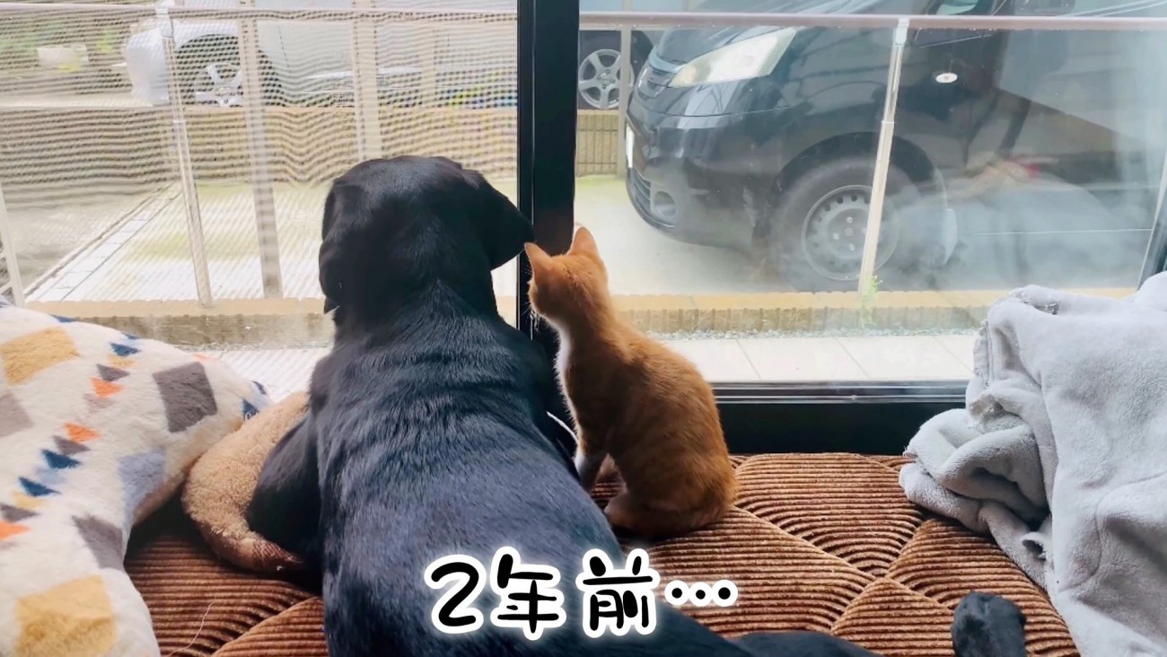 ムニくんと猫たちの尊い関係8