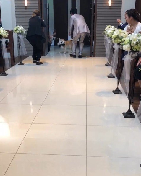 リングドッグに挑戦する豆助座衛門くん⑩