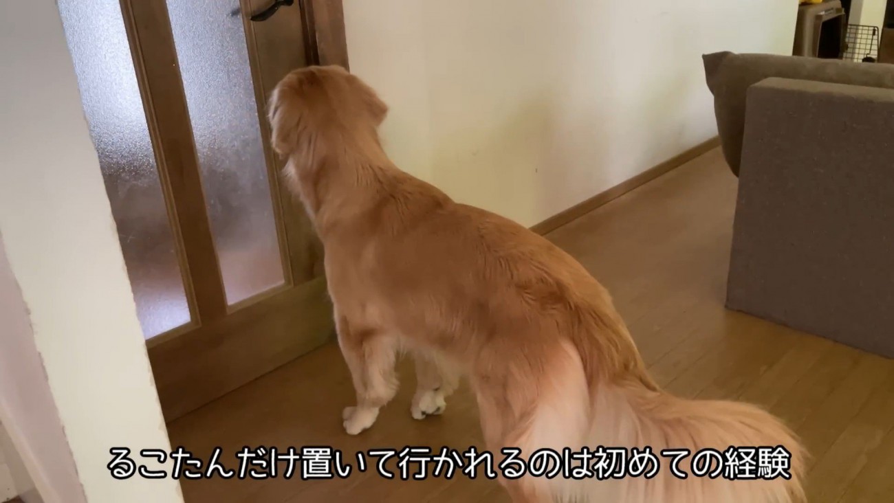 同居犬たちは病院へ