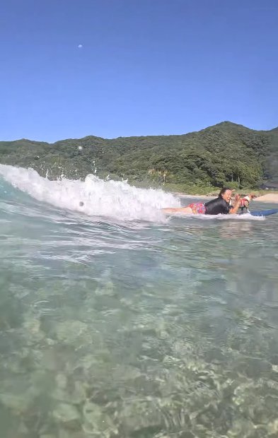 女性と一緒にサーフボードで波に乗るジャックラッセルテリア