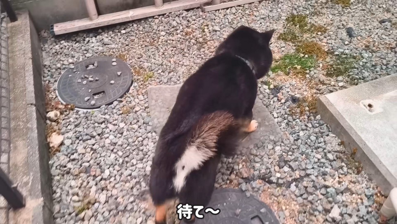 逃げるくろた君