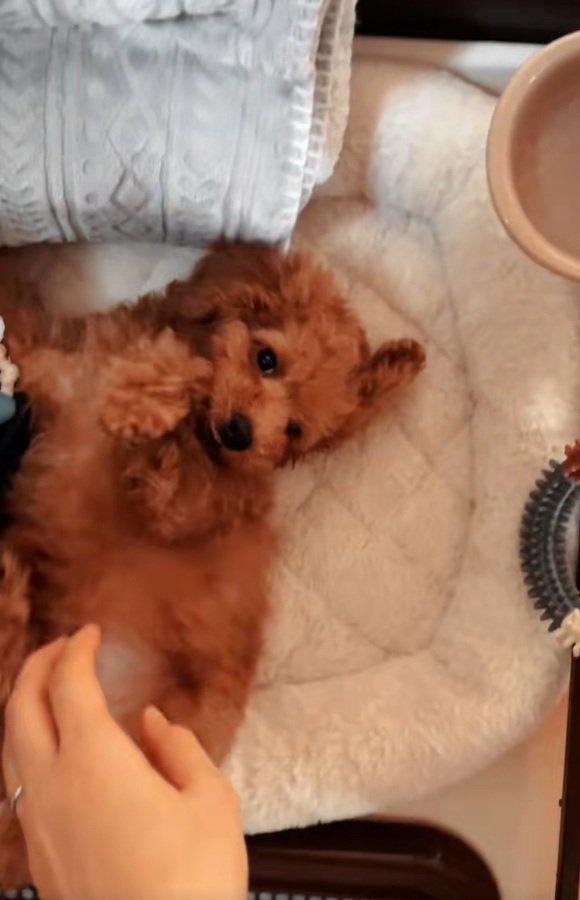 お腹を見せるラテくん