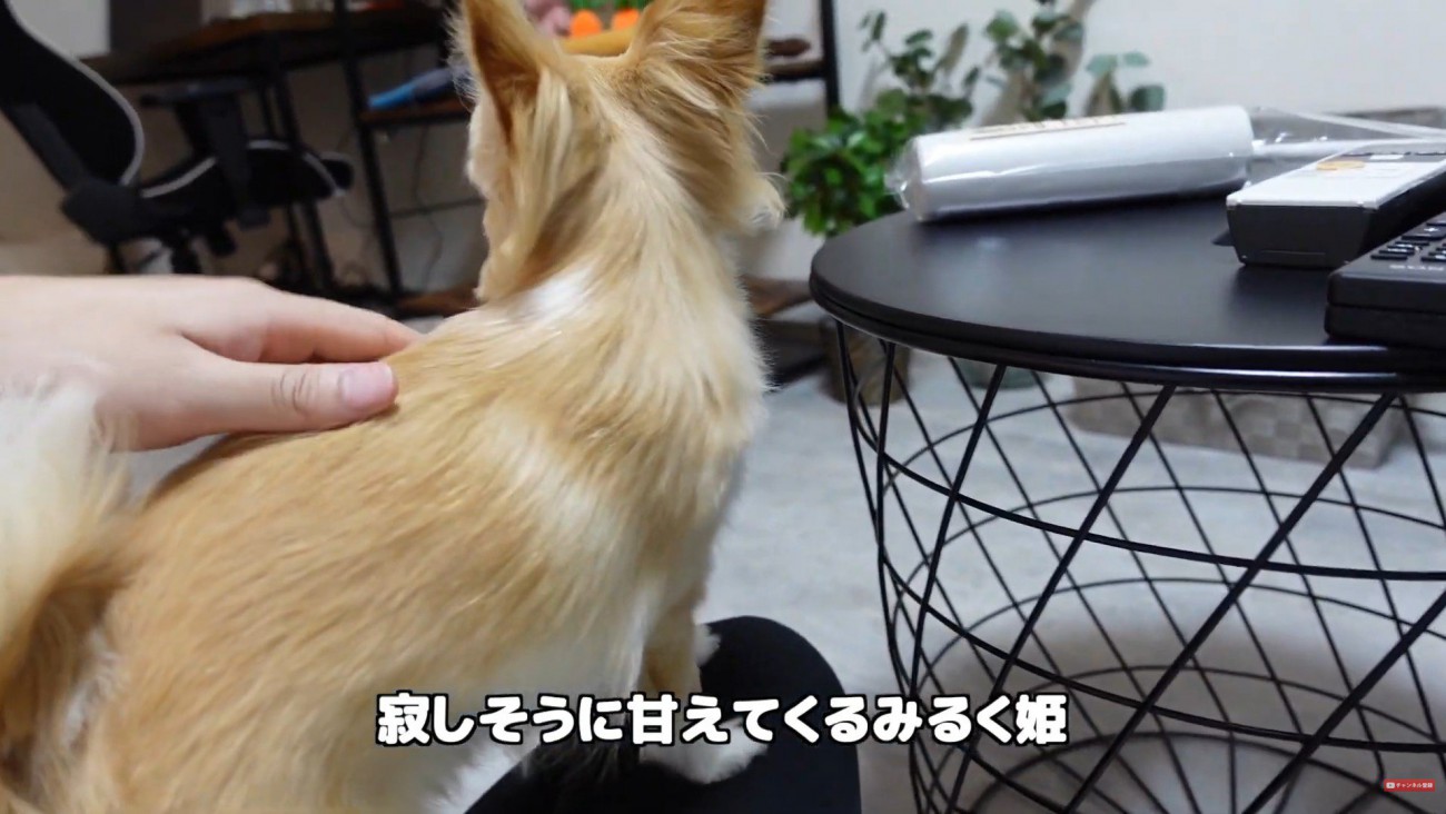 飼い主さんのお膝の上へ