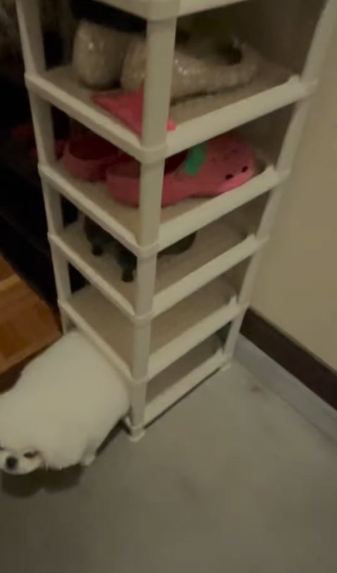 シューズラックに収まっている小型犬