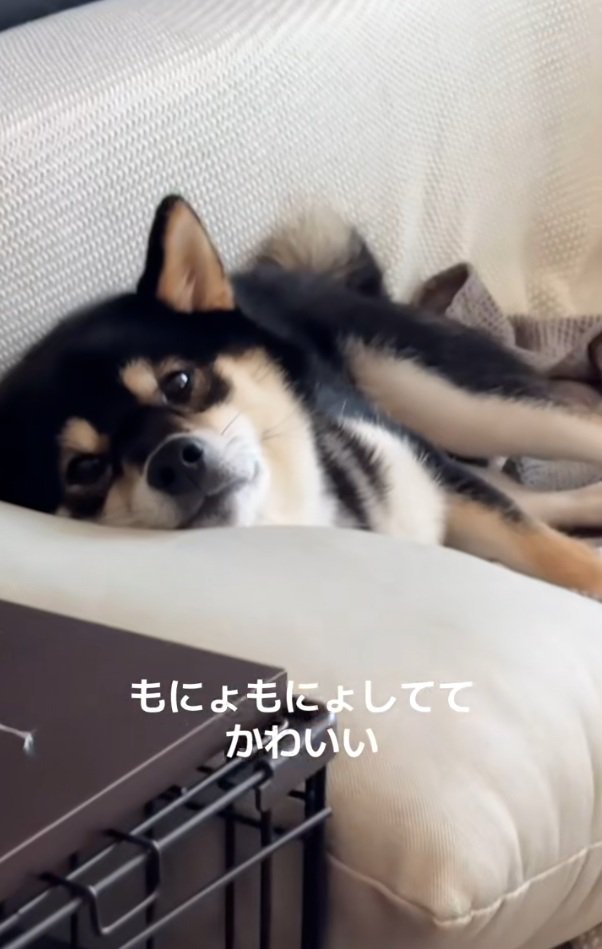 ソファに横になるきびくん