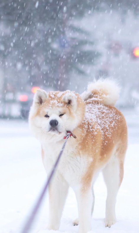 頭も背中も雪まみれ