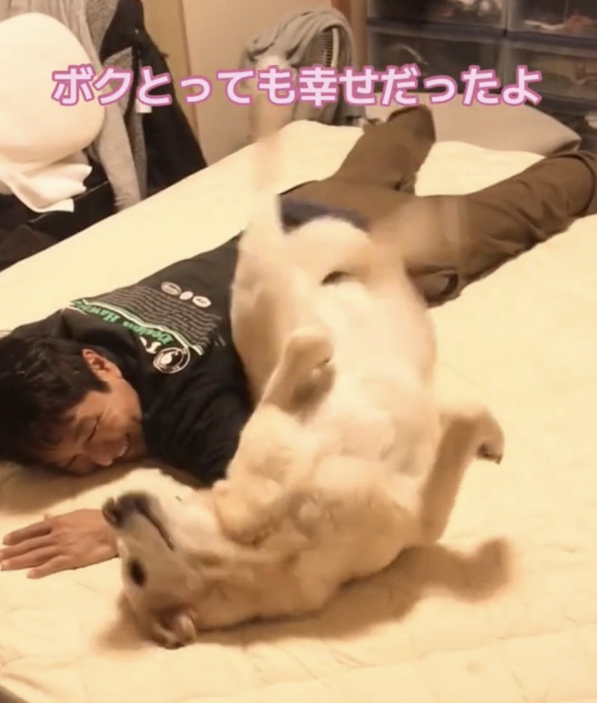 人のそばでお腹を見せる犬