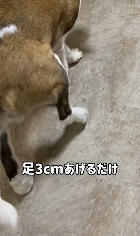 首をかくのが下手なむちゃ君5