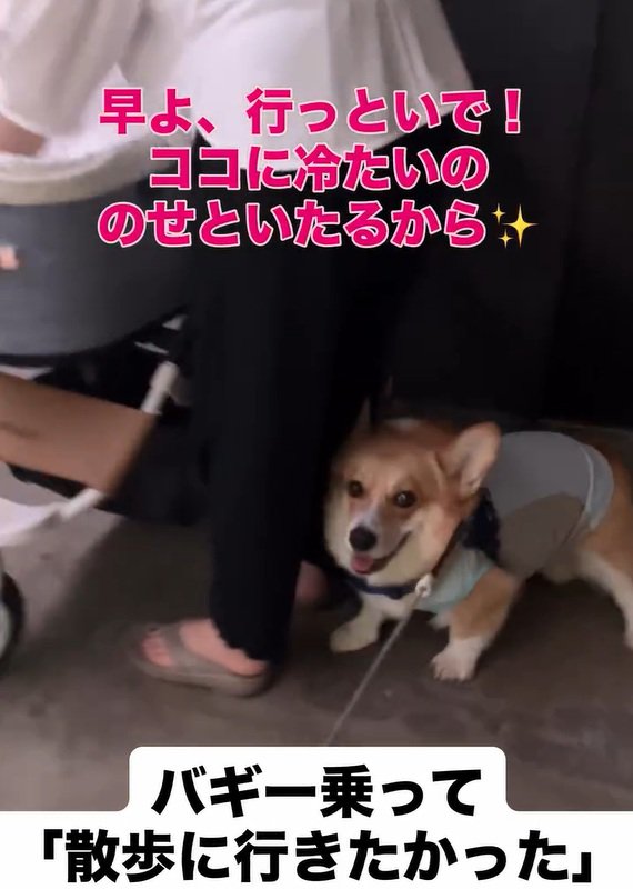 バギーに乗りたかったジノくん