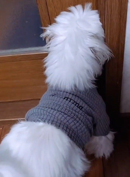 ドアの前に立つ犬