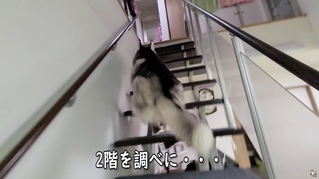 必死に探すはっちゃん