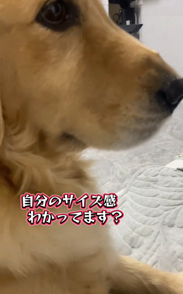 ゴールデンレトリバーのメルちゃん