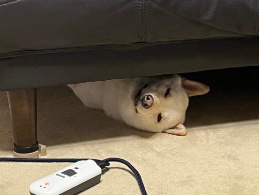 うに太くんもこちらを見ている！？