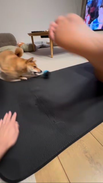 犬のマズルにぶつかって転がっていくボール