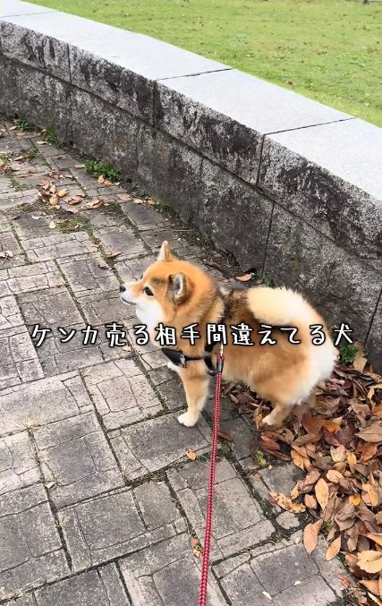 唸るあずきちゃん