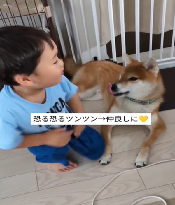男の子と犬が見つめ合う