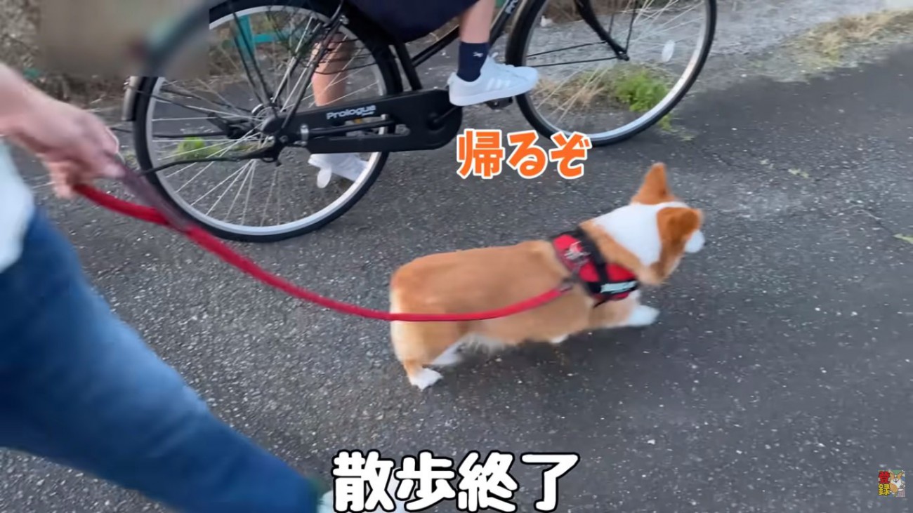 Ｕターンするはなちゃん