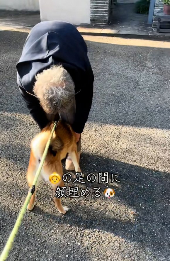 足の間に挟まる柴犬さん