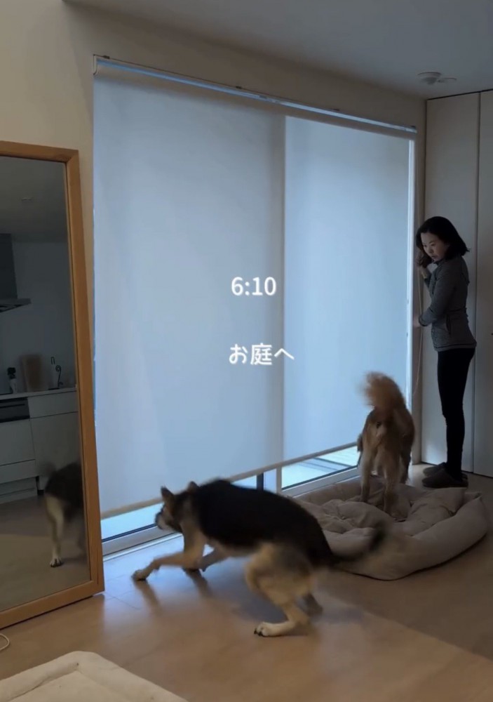 窓辺に集まる2匹の犬と人