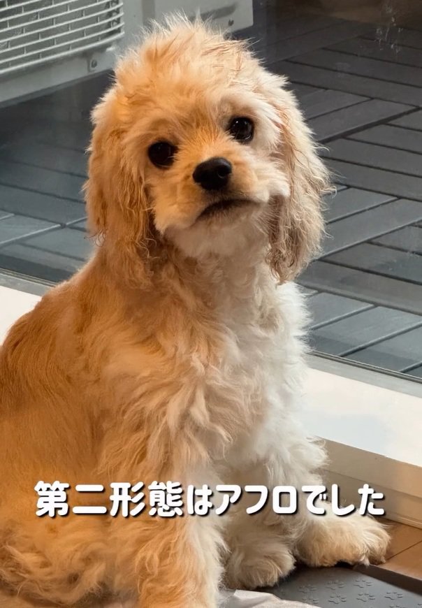 アフロのパルちゃん