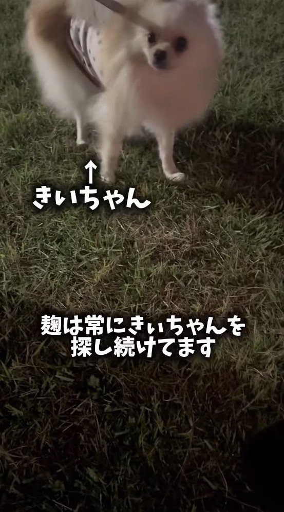 カメラを見つめる小型犬