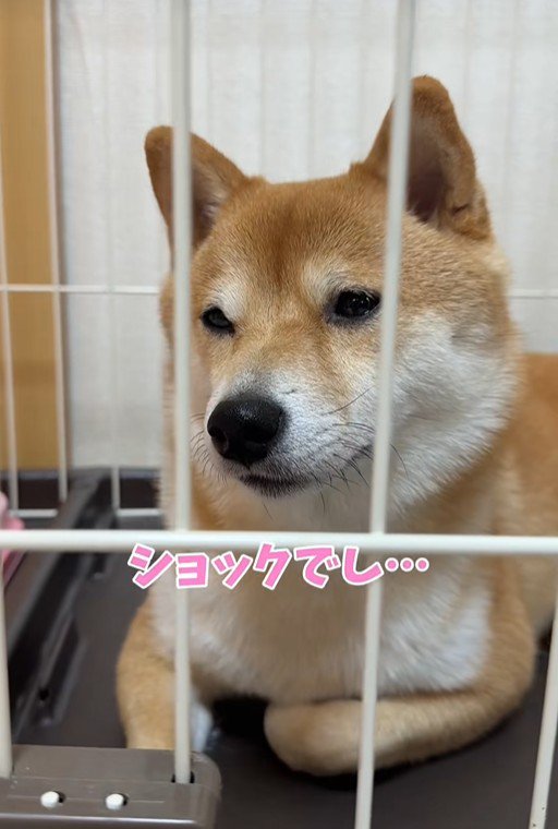 業者さんが来た日のはなちゃん8