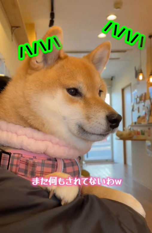 犬の横顔2