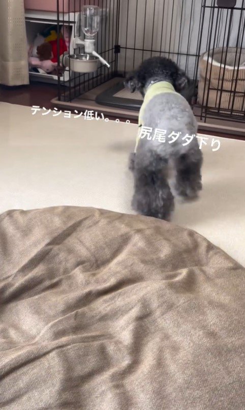 さくらちゃんのハウス成功2