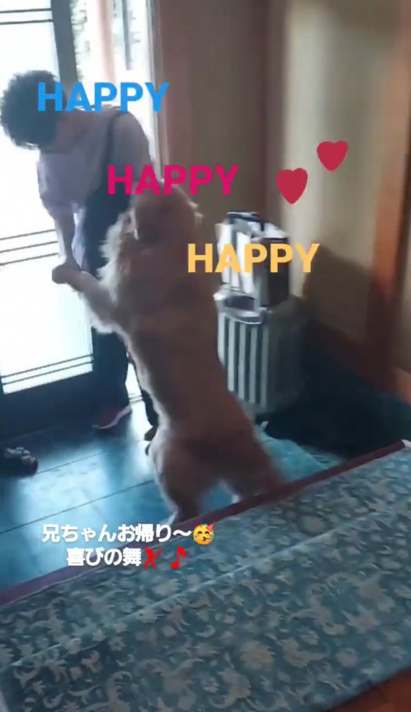 ジャンプする大型犬