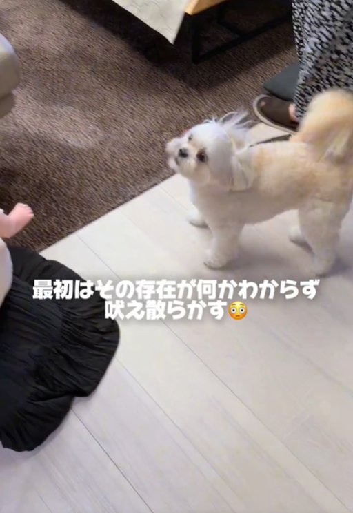 吠える犬1