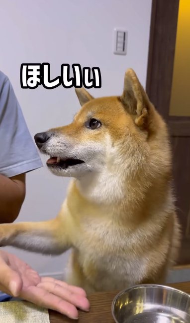 オテをする柴犬
